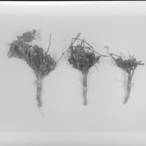 Alfalfa stem nematode, March 1954