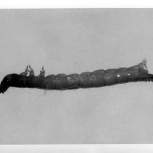 Wire Worm Damage and Larva and Adult Beetle, April 1954