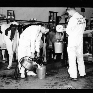 Animal Industry Lab at College Dairy Farm for catalog, April 1954