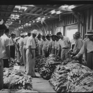 Wedell Tobacco Warehouse Scenes, August 1954