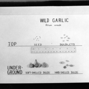 Wild garlic reproduction diagram