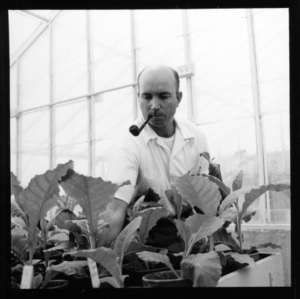 Dr. J. N. Sasser at work in greenhouse