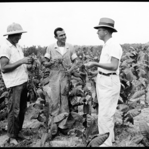 Wake County Assistant Agent- Simmons Showing Block [Illegible] Damage to Farmers, August 1954