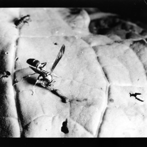 Wasp; Polister Predation on Hornworm, Species: Polistes exclamans