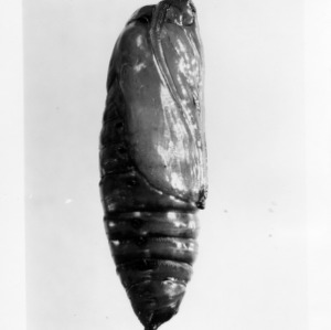 Tobacco: Cutworm Pupa on Tobacco, Species: Feltia subterrania; Granulate cutworm