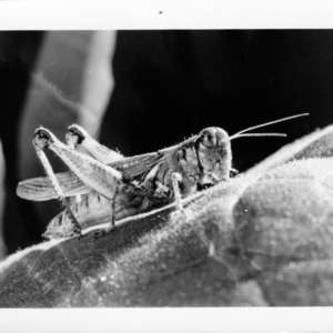 Tobacco: Grasshopper on Tobacco, Species: Melanoplus sp.