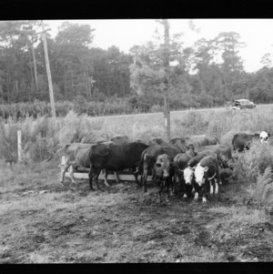 Beef Cattle Cross Bred: Group in Range 17, Frying Pan Experimental Range, Terril County