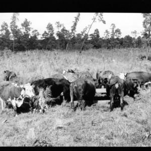Beef cattle (Crosses): Cattle on Frying Pan Experimental Range, Terril County, Group in Range 13