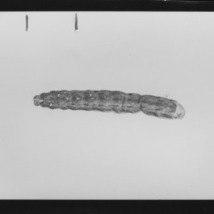 Variegated cutworm (Peridronia margaritose) on tobacco, October 1954