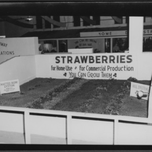 NC State Fair, October 1954: 1954 State Fair Agronomy