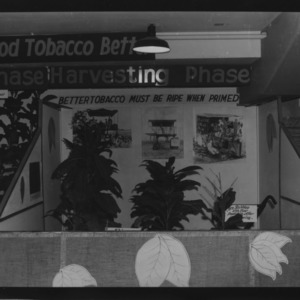 NC State Fair, October 1954: 1954 State Fair Tobacco Exhibits
