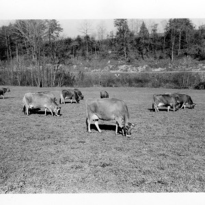 Cattle on Winter Pasture- Taylorsville, NC
