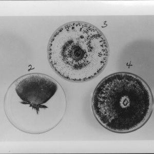 Petri dishes, cultures; three dishes in picture