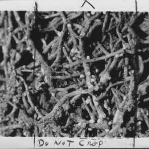 Soybean cyst nematodes