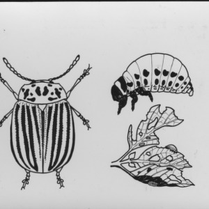 Drawings of vegetable insects