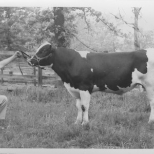 Holstein Bulls: State College dairy farm