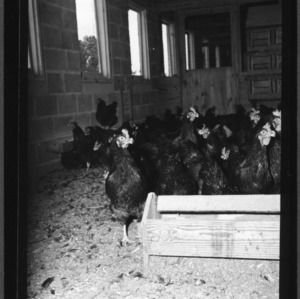 Poultry Field Day, Willard Test Farm