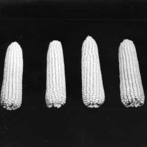 Pile of North Carolina 27 Seed Corn, Four ears North Carolina 27 seed corn