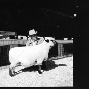 Aged ewe at NC State Fair