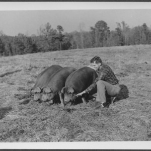 Dr. Stewart with swine in field