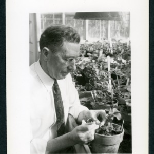 E. B. Morrow in greenhouse with strawberries