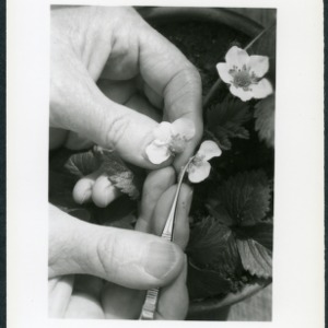 E. B. Morrow in greenhouse with strawberries
