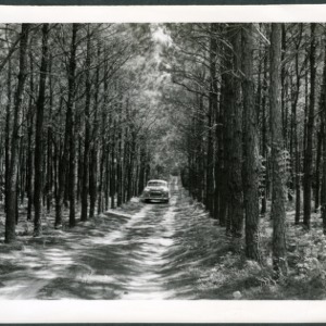 Car in lane of a forest
