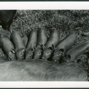 Nursing piglets at Tidewater Research Station