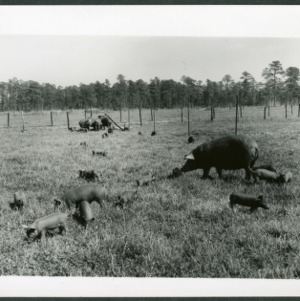 Swine on Pasture at Tidewater Research Station