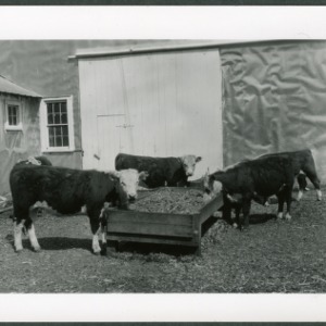 Heifers eating corn at Tidewater Research Station