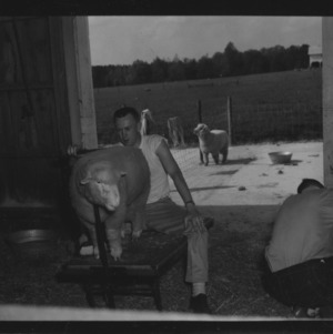 Agricultural School Day; Sheep shearing