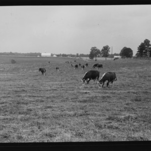 Cattle, Hereford on pasture