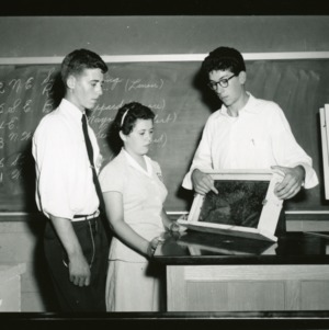 Beekeeping Winners with a queen cell in a frame of bees, during 1956 4-H Club Week