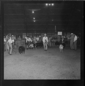 Individual Breed Champions; Second N. C. Market Hog Show, Fair Grounds