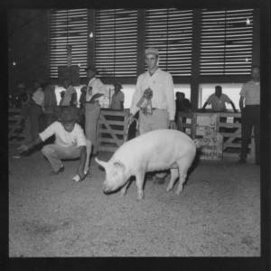 Individual Breed Champions; Second N. C. Market Hog Show, Fair Grounds