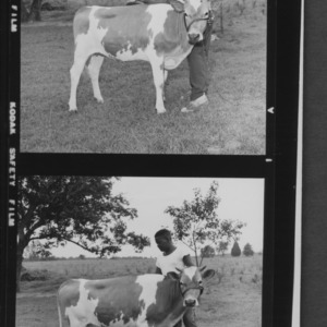4H boy with calf, used in News and Observer