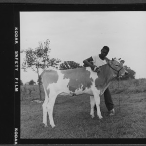 4H boy with calf, used in News and Observer