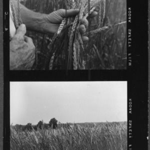 Wheat, Small Grain: First Small Grain Field boy of Station near Salisbury