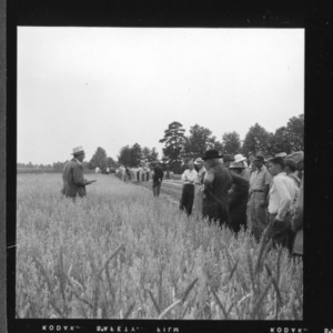 Wheat, Small Grain: First Small Grain Field boy of Station near Salisbury