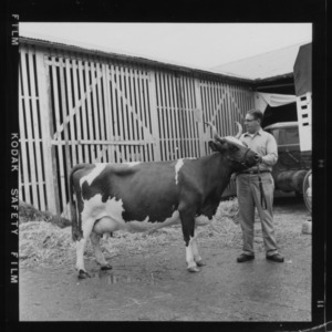 N. C. State Fair: Dairy, Grand champion Aynshire female