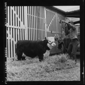 N. C. State Fair: Beef, Hereford grand champion female