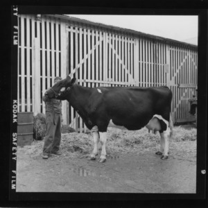 N. C. State Fair: Dairy, Holstein grand champion female
