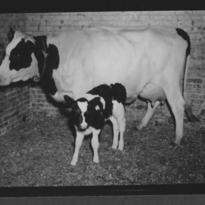 Cow and calf at State animal hospital