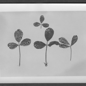 Alfalfa showing disease resistance