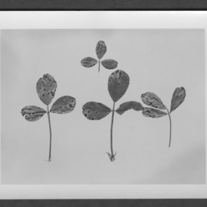Alfalfa showing disease resistance