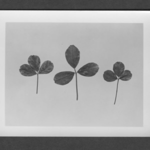 Alfalfa showing disease resistance