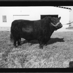 $2500 Black Angus Bull at College Farm
