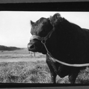 $2500 Black Angus bull at College Farm; Champion at North Carolina State Fair, 1956
