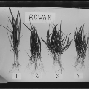 Wheat plants--Rowan County
