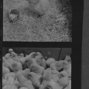Chicks at FCX Hatchery